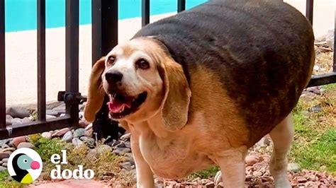beagle de 40 kilos pierde el 70 de su peso corporal el dodo youtube