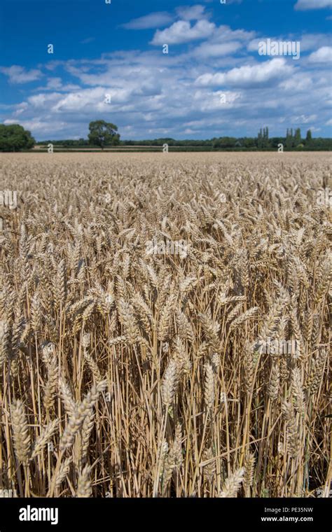 Field Of Wheat Ready For Harvest On A Sunny Summers Day Helmsley