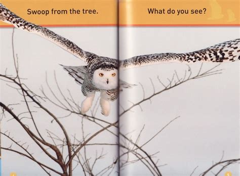 Hoot Owl National Geographic Kids Readers Level Pre Reader