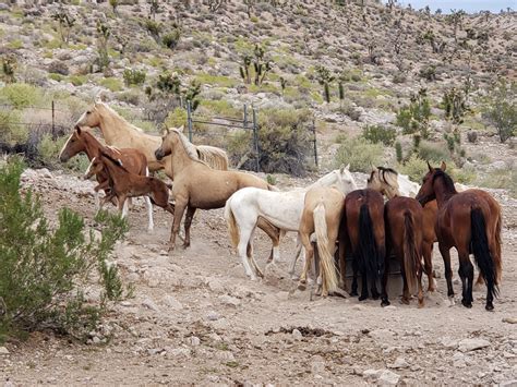 Where To See Wild Horses In Southern California