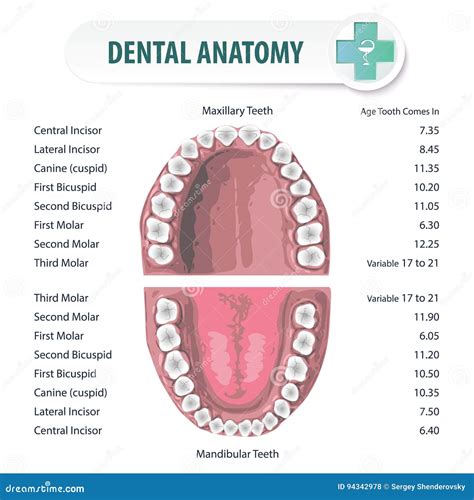 Anatomy Of Gums