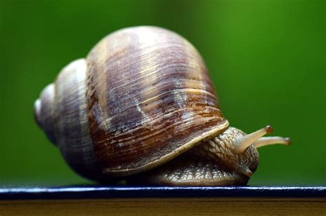 Free Photo Snail Shell Mollusk Nature Reptile Animal Close Hippopx