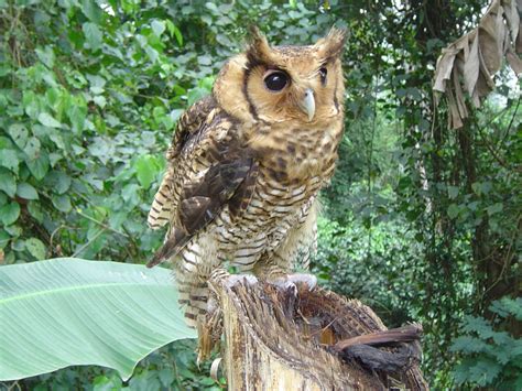 Frasers Eagle Owl Bubo Poensis By Aidan Schoonbee The Owl Pages