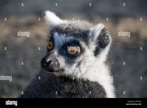 A Funny Little Lemur Stock Photo Alamy