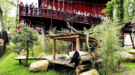 Two Giant Pandas Make Enchanting Debut At Dutch Zoo Cgtn