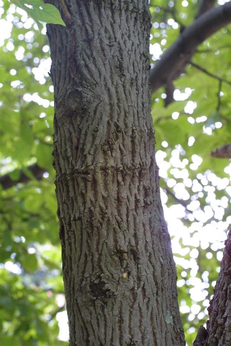 Carya Tomentosa Mockernut Hickory Go Botany