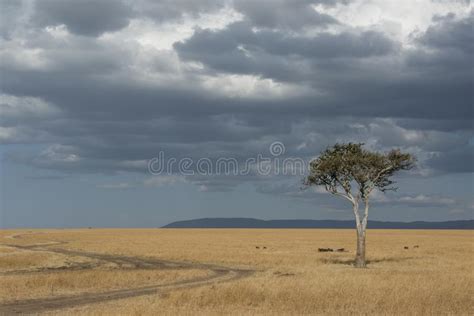 Solitary Acacia Tree At Masai Mara National Park Stock Image Image Of
