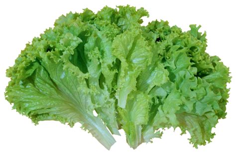 Polish your personal project or design with these fruits and vegetables transparent png images, make it even more personalized and more attractive. Lettuce Clip Art - Images, Illustrations, Photos