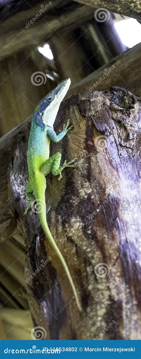 Cuban Male Lizard Allison`s Anole Also Known As The Blue Headed Anole