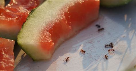 Sobald sie aber in unseren gärten und häusern auftauchen, werden sie als störend empfunden. Schädlinge in Haus & Garten: Lästige Nützlinge: Ameisen ...