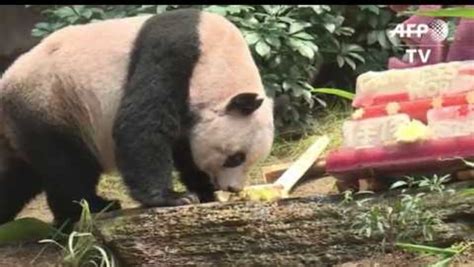 Hong Kong Giant Panda Jia Jia Was Oldest Ever In Captivity Today