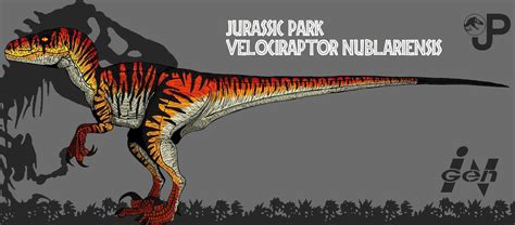 Velociraptor Nublariensis Updated Info And Art By Hellraptor On Deviantart Jurassic Park