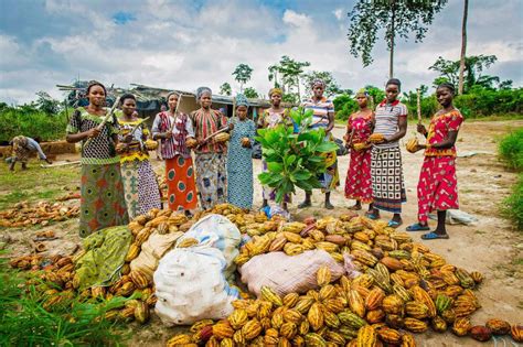 Cote Ivoire Cocoa African Arguments