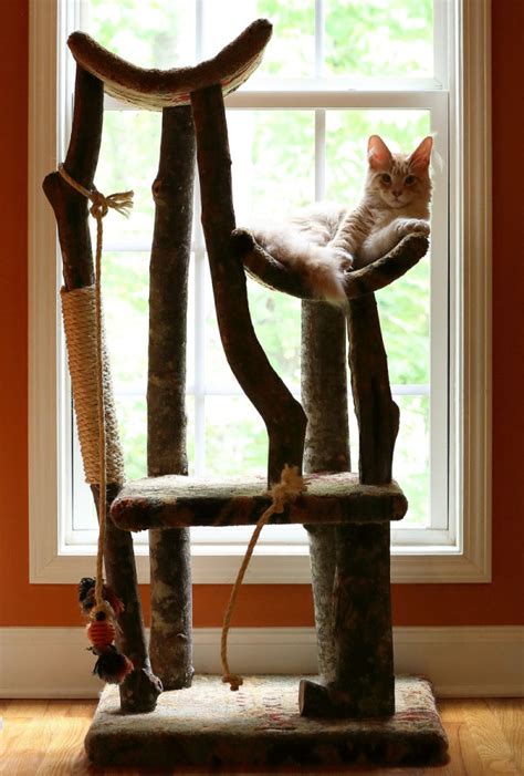 What is a maine coon cats lifespan, and how can you ensure your maine coons life expectancy is not the mature tree house is perfect for multiple cats or your special cat that likes to explore. Maine Coon Cat Tree - Best Cat Wallpaper