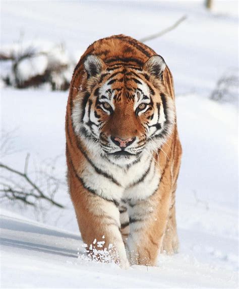 Snow Tiger Photo By ©arron Barnes Wildlifeplanet Most Beautiful