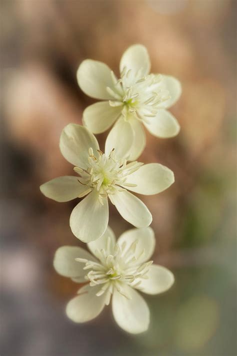 Little White Wildflowers Photograph By Saija Lehtonen Fine Art America