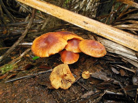 The Official Florida Mushroom Season Thread 2014 Mushroom Hunting