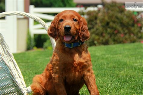 Irish Setter Puppy For Sale Near Lancaster Pennsylvania 58e66729 Ff81