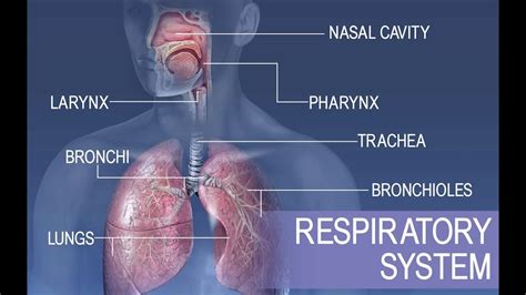 Anatomy And Physiology Of Respiratory System Youtube