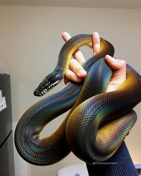 White Lipped Python Pet Snake Snake Cute Snake
