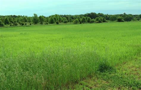 Tall Grass In A Meadow With Trees In The Distance Stock Image Image
