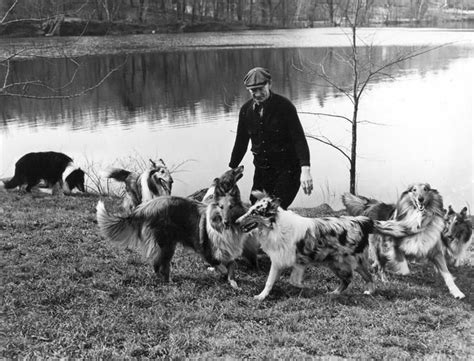Albert Payson Terhune And His Collies Collie Rough Collie Giant