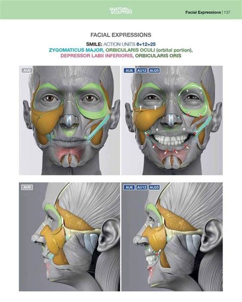 Anatomy Of Facial Expression Pdf Ebook Anatomy For Sculptors