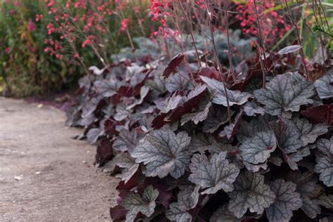 20 Best Shade Plants For Your San Diego Yard Install It Direct