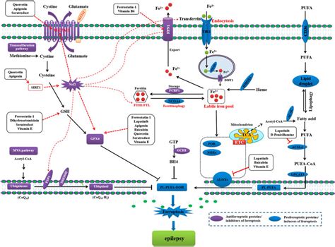 Frontiers Targeting Ferroptosis As Novel Therapeutic Approaches For