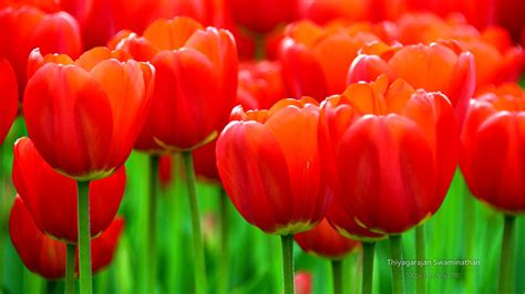 Albany Tulip Festival Wallpapers Hd Wallpapers Id 14066