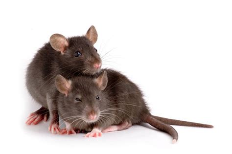 In Rats Males Are The Communicative Sex Live Science