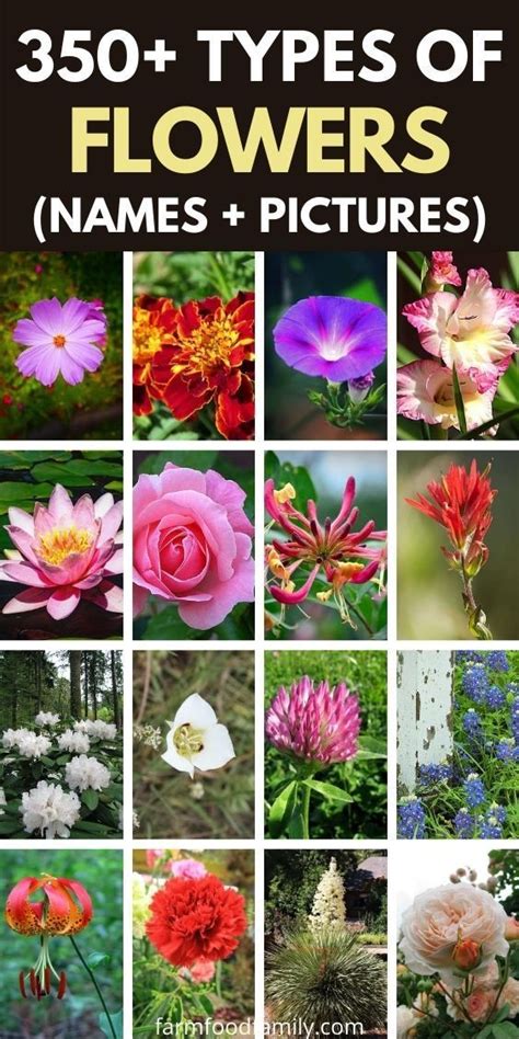Names relating to flowers are always unique and charming. 350+ Different Types Of Flowers With Names and Pictures (A-Z)