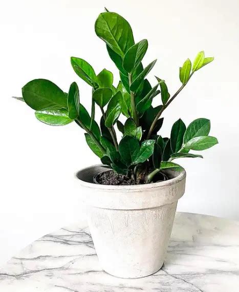 How To Care For Zz Plant Zamioculcas Zamiifolia The Ultimate Guide