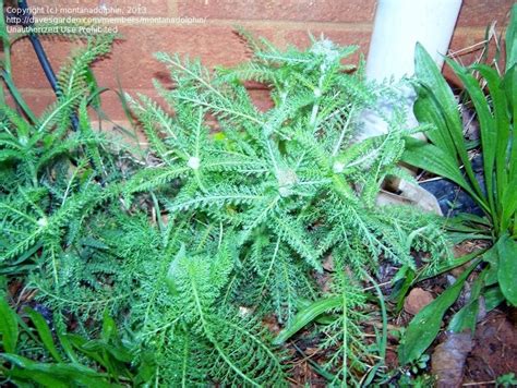 Plant Identification Closed Fern Like Weed 1 By