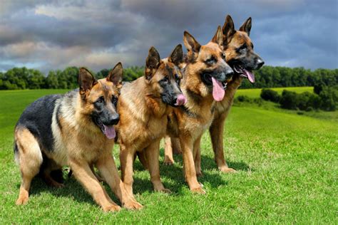 Are German Shepherds Large Breed Dogs