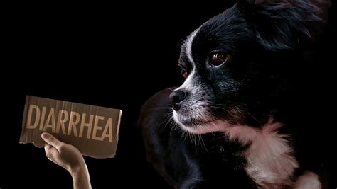 Diarrhea In Dogs What Can Cause Diarrhea In Dog Pet Reck