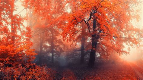 Misty Autumn Forest Path Wallpapers Wallpaper Cave