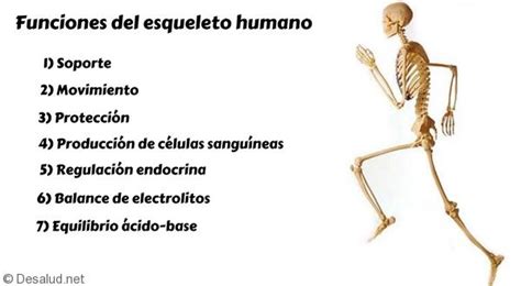 8 Funciones Del Esqueleto Humano Tu Blog De Salud Y Medicina