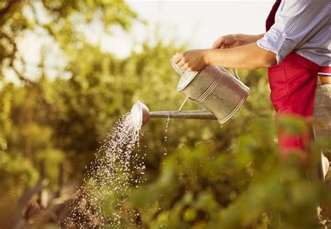 Jardinero Sueldo Lo Que Se Gana En Jardinería Campus Training