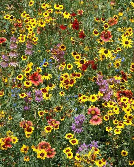 There are many great bee flowers that also work well in wildflower beds. Eastern Pollinator Wildflower Seed Mix|Attract Bees ...