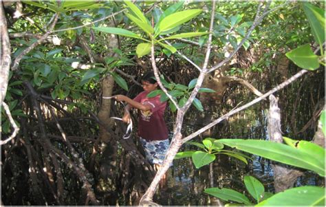 Women S Community Based Mangrove Management In The Philippines The Hinatuan Bay Experience1