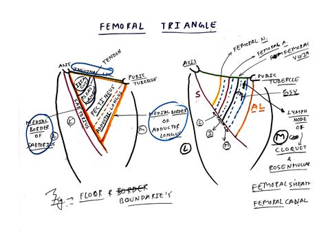 Femoral Triangle Sheath And Canal Tcml The Charsi Of Medical Literature
