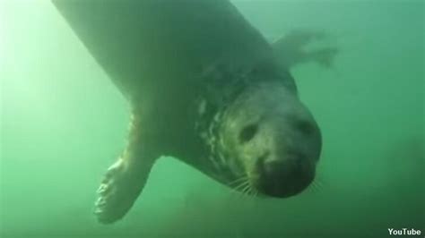 Watch Scientists Film Wild Seals Clapping Underwater For The First