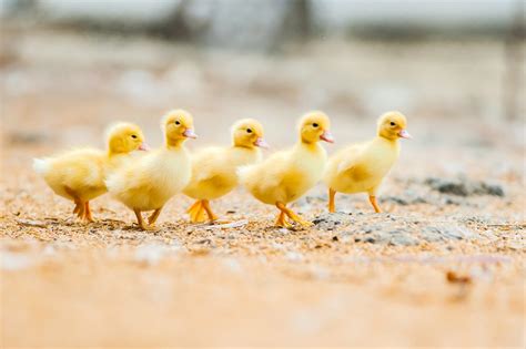 Make Way For Ducklings Its National Duckling Month Azpetvet
