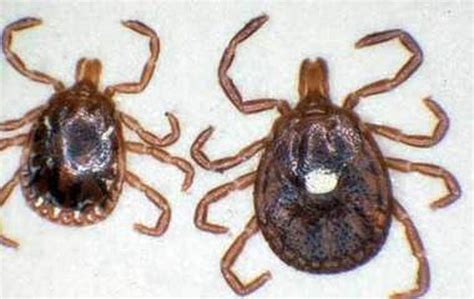 Tick That Can Cause Meat Allergies Showing Up In Michigan