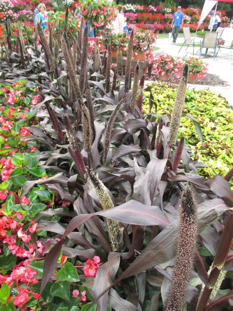 I have a clump of purple baron.ornamental millet the name plate says. Pennisetum glaucum 'Purple Baron' BS 2016.jpg - Rotary ...
