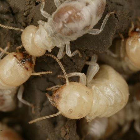 Find resources and products to eliminate this common pest. Common Pests - A-Best Pest | Termite & Pest Control in ...