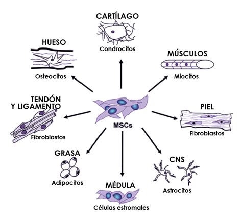 Células Madre Mesenquimales Esquema Asociación Lupus Madrid Amelya