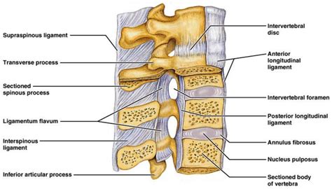 Interspinous Ligament Physiopedia