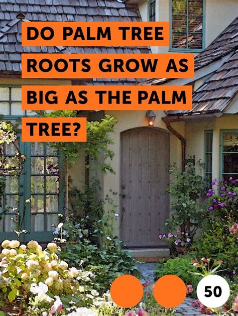 Do Palm Tree Roots Grow As Big As The Palm Tree Palms Do Not Grow In